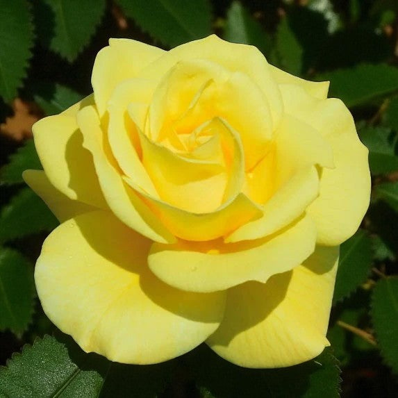 Friesia Rose Bush  1