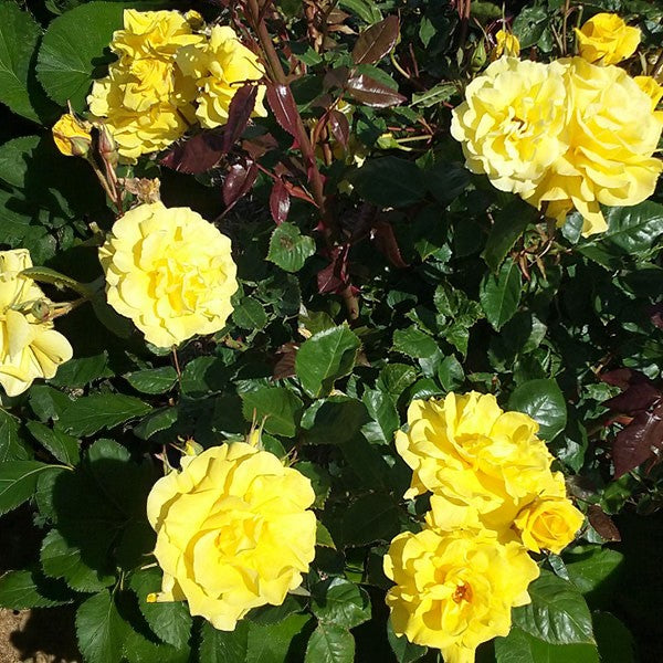 Friesia Rose Bush  3
