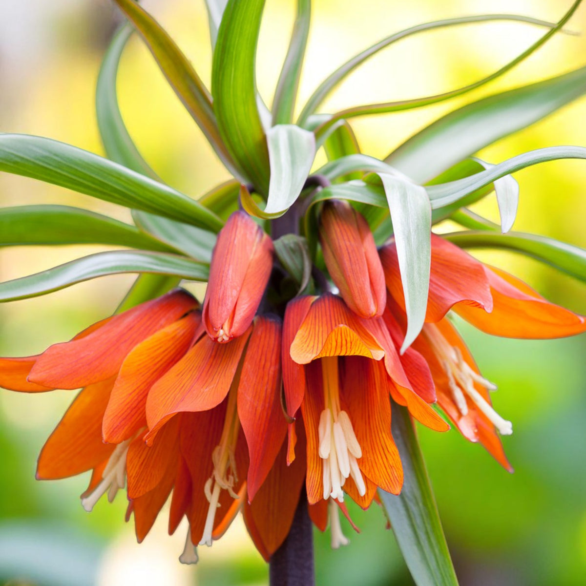 Fritillaria Imperialis Spring Bulbs Orange trumpet style flowers bloom on a green plant, showcasing vibrant colours against a natural backdrop. 1