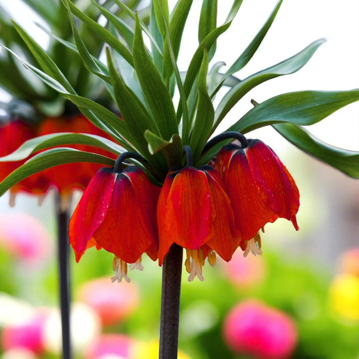 Fritillaria Imperialis Spring Bulbs Red trumpet style flowers bloom on a green plant, showcasing vibrant colours against a natural backdrop. 3