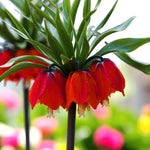 Fritillaria Imperialis Spring Bulbs Red trumpet style flowers bloom on a green plant, showcasing vibrant colours against a natural backdrop. 3