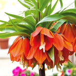 Fritillaria Imperialis Spring Bulbs Orange trumpet style flowers bloom on a green plant, showcasing vibrant colours against a natural backdrop. 4