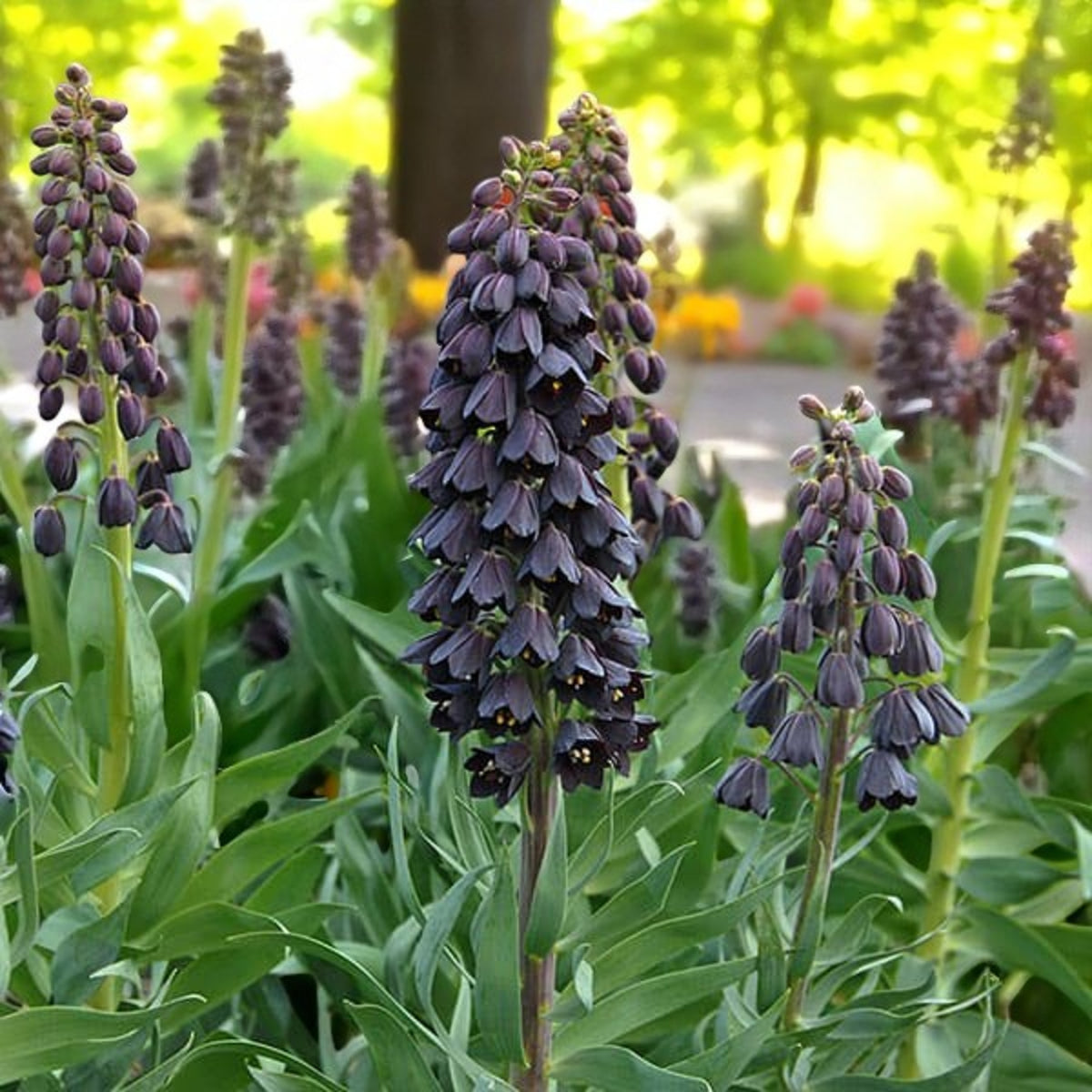 Fritillaria Persica Spring Bulbs A cluster of vibrant purple flowers blooming in a lush garden setting. 1