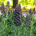 Fritillaria Persica Spring Bulbs A cluster of vibrant purple flowers blooming in a lush garden setting. 1