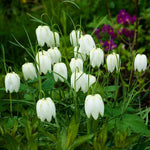Fritillaria Alba Spring Bulbs A cluster of white flowers with yellow centres, surrounded by vibrant green leaves. 3