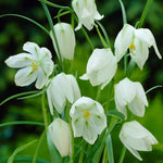 Fritillaria Alba Spring Bulbs A cluster of white flowers with yellow centres, surrounded by vibrant green leaves. 2