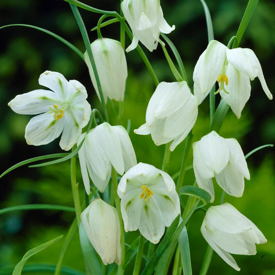 Fritillaria Alba Spring Bulbs A cluster of white flowers with yellow centres, surrounded by vibrant green leaves. 2