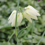 Fritillaria Alba Spring Bulbs  4