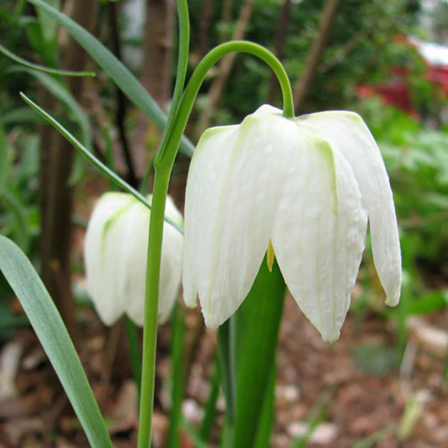 Fritillaria Alba Spring Bulbs A close up of white flowers with yellow centres, surrounded by vibrant green leaves. 1