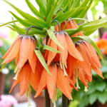 Fritillaria Imperialis Spring Bulbs Orange trumpet style flowers bloom on a green plant, showcasing vibrant colours against a natural backdrop. 1