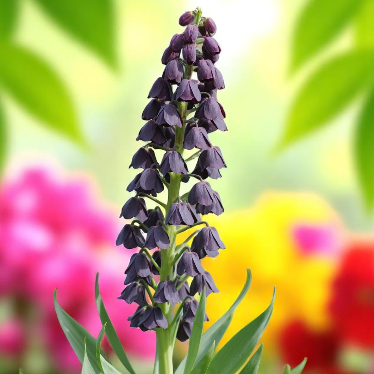 Fritillaria Persica Spring Bulbs A close up of vibrant purple flower blooming in a lush garden setting. 2