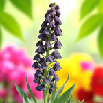 Fritillaria Persica Spring Bulbs A close up of vibrant purple flower blooming in a lush garden setting. 2