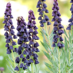 Fritillaria Persica Spring Bulbs A cluster of vibrant purple flowers blooming in a lush garden setting. 3