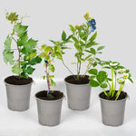Easy Grow Fruit Plants - Strawberry, Blueberry, Raspberry and Grape  1