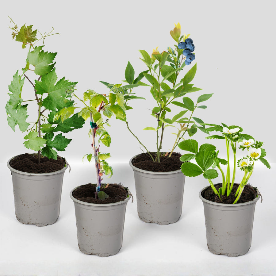 Easy Grow Fruit Plants - Strawberry, Blueberry, Raspberry and Grape  1