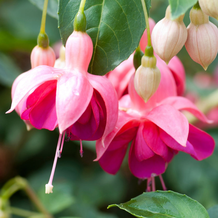 Hardy Fuchsia 3 Plant Mix Hardy Fuchsia 3 Plant Mix image4 4