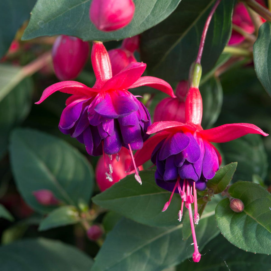 Hardy Fuchsia 3 Plant Mix Hardy Fuchsia 3 Plant Mix image3 3