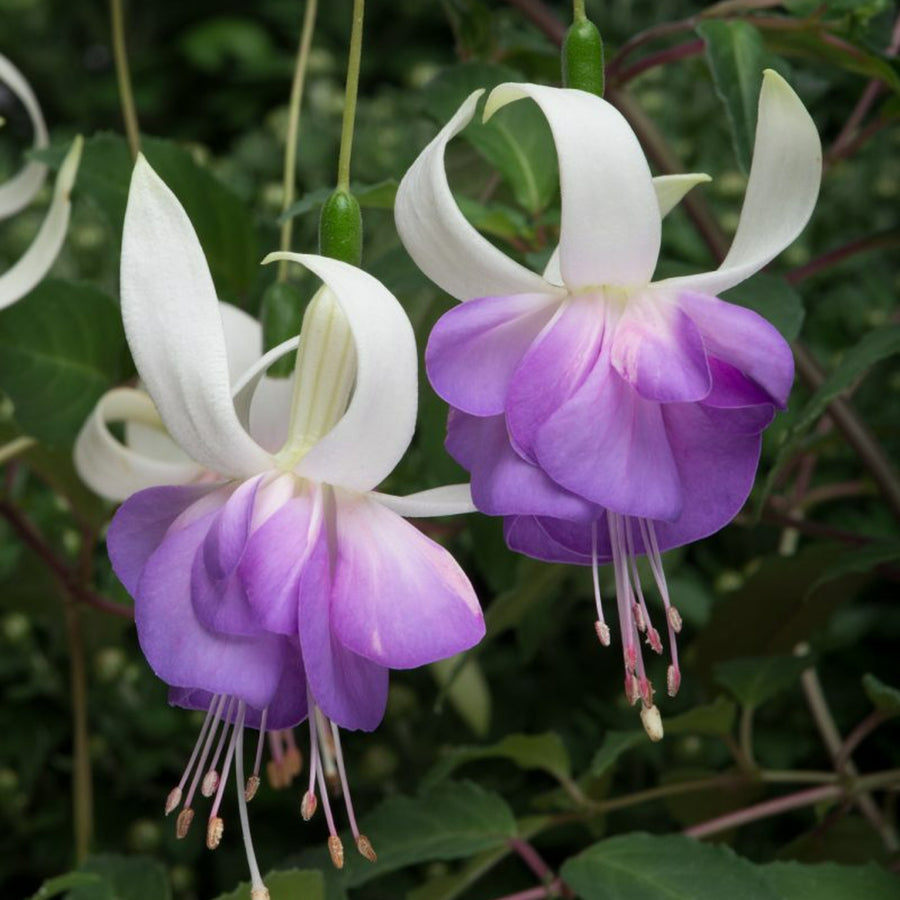 Hardy Fuchsia 3 Plant Mix Hardy Fuchsia 3 Plant Mix image2 2