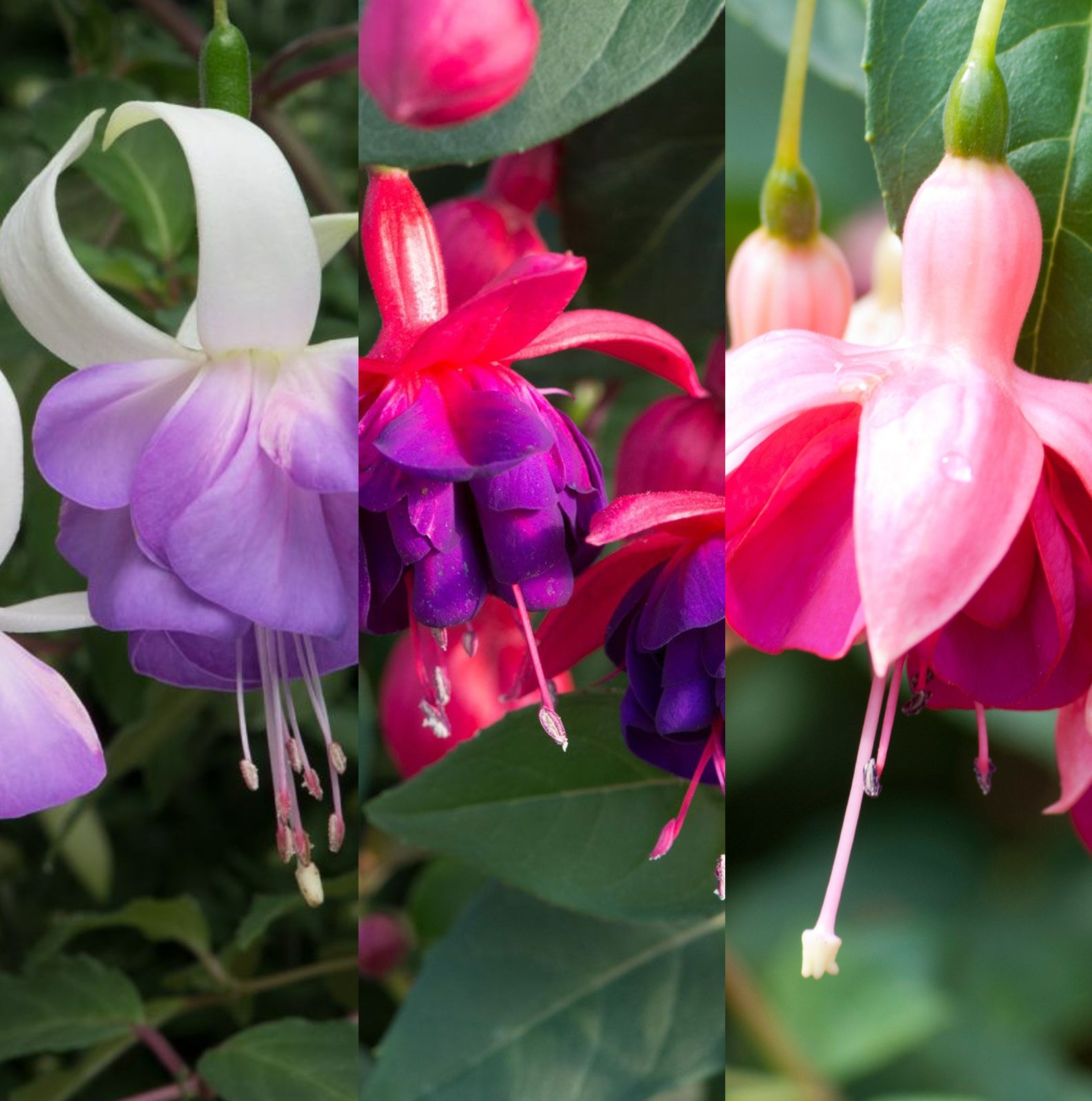 Hardy Plant Mix