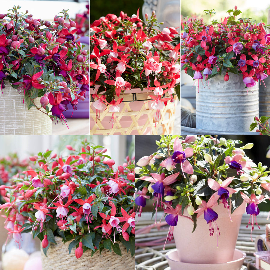 Fuchsia Bella Bush Plants Five images of Bella Fuchsia plants with detailed shots of the flowers in hanging and potted arrangements. 1