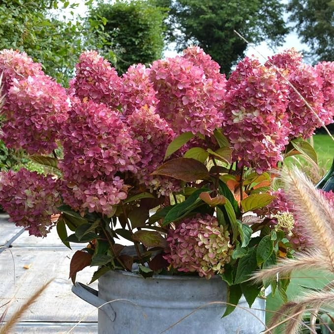 Hydrangea Paniculata Magical Mount Fuji  1