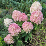 Hydrangea Paniculata Magical Mount Fuji  4