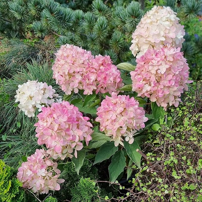 Hydrangea Paniculata Magical Mount Fuji  4