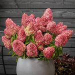 Hydrangea Paniculata Magical Mount Fuji  1