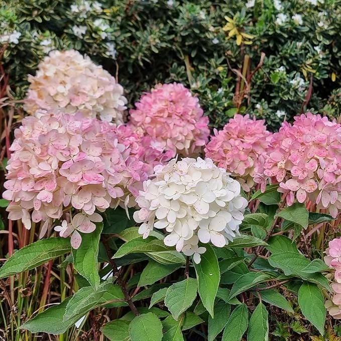 Hydrangea Paniculata Magical Mount Fuji  3