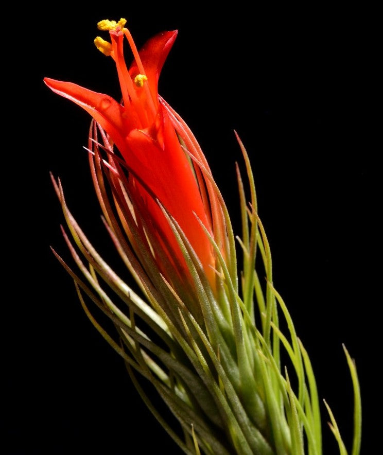 Tillandsia Funckiana Air Plant funckianaVstricta_a 4