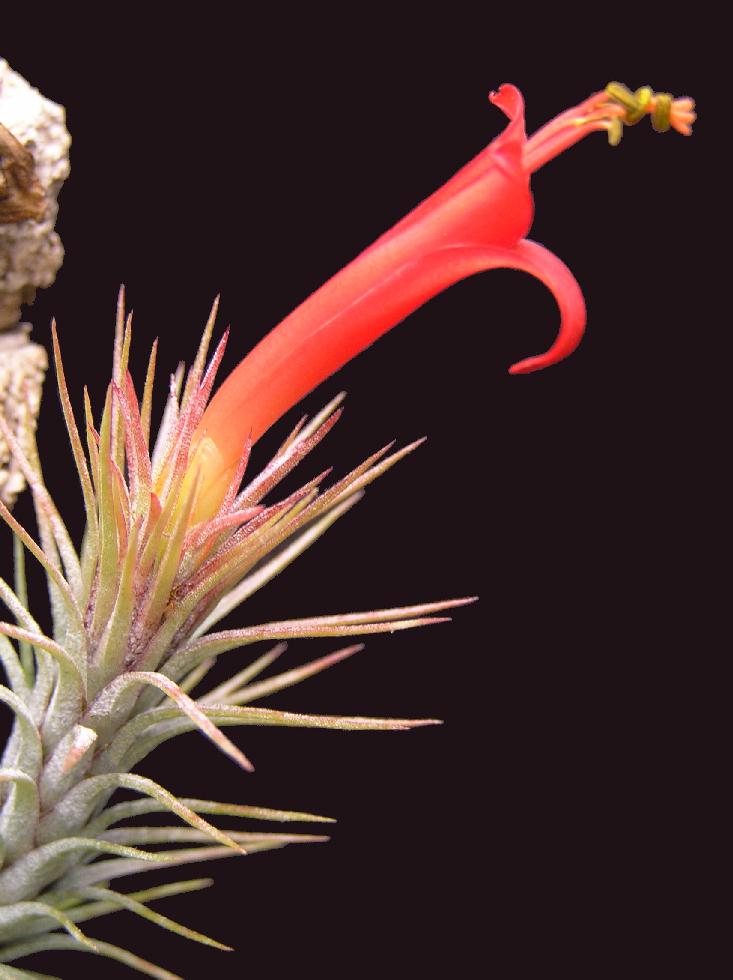 Tillandsia Funckiana Air Plant funckiana_e 2