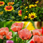 Gaillardia, Heliopsis & Papaver Bare Root Mix  1