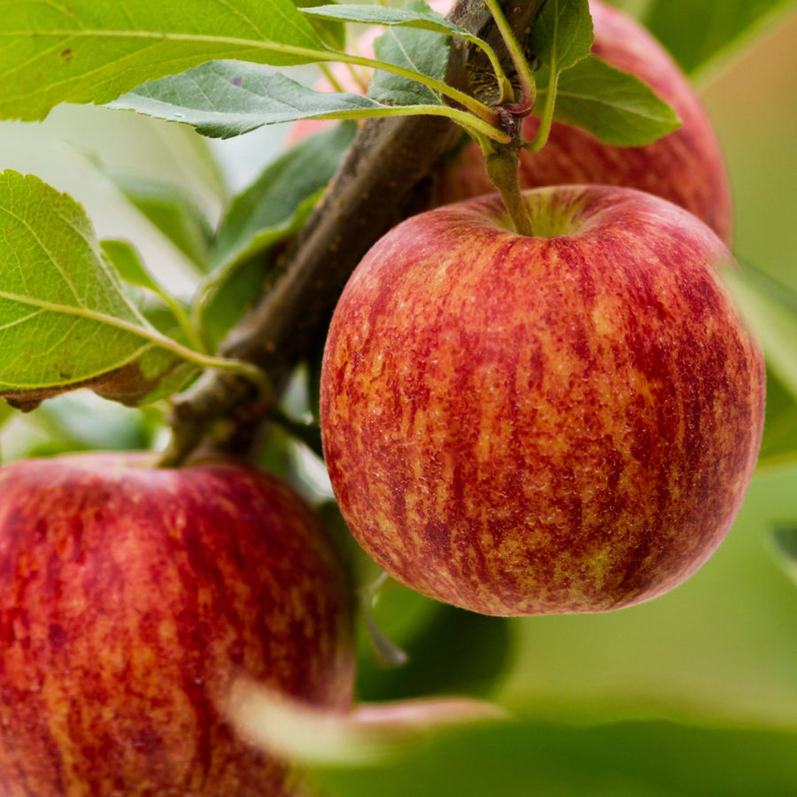 Small Apple Tree  2