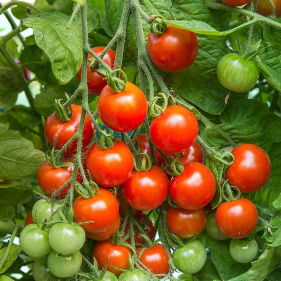 Tomato Plant Gardeners Delight  2