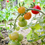 Tomato Plant Gardeners Delight  3