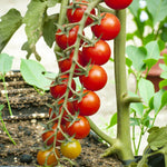 Tomato Plant Gardeners Delight  4