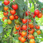 Tomato Plants  7