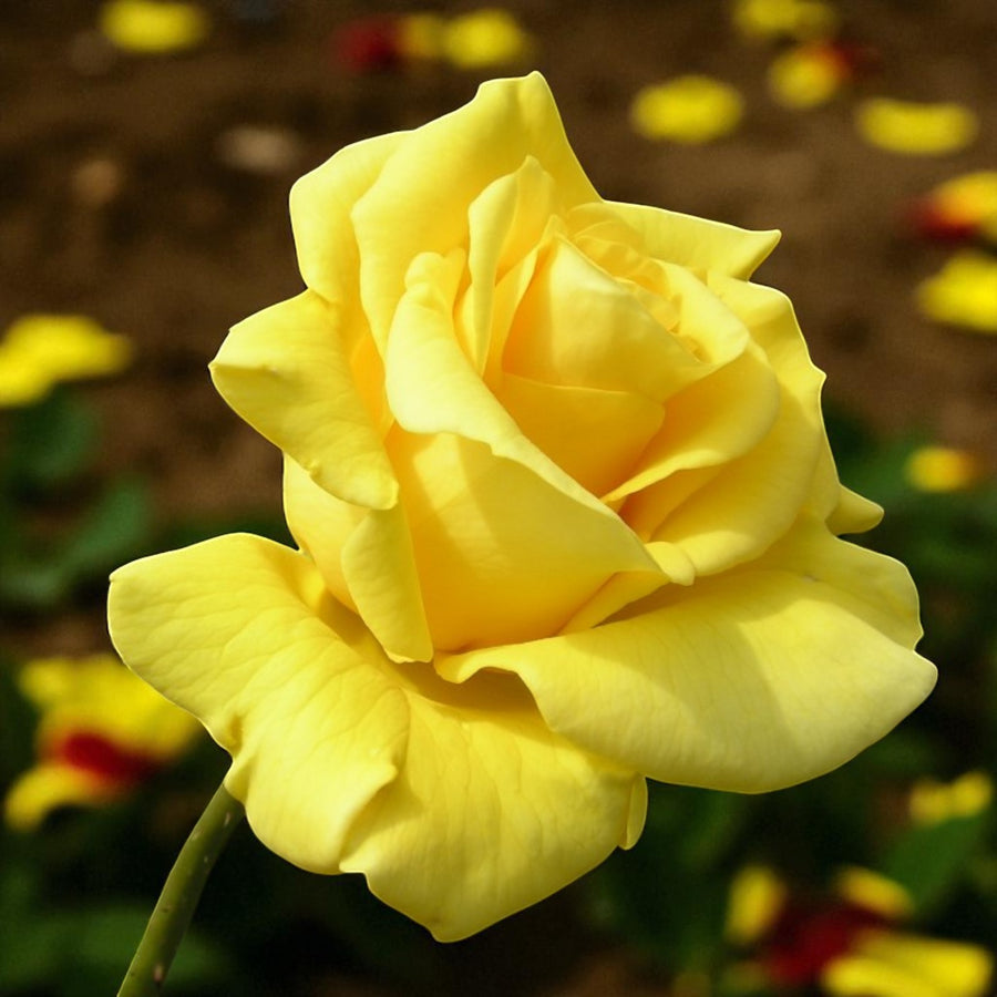 Gardeners Glory Bare Root Rose  2