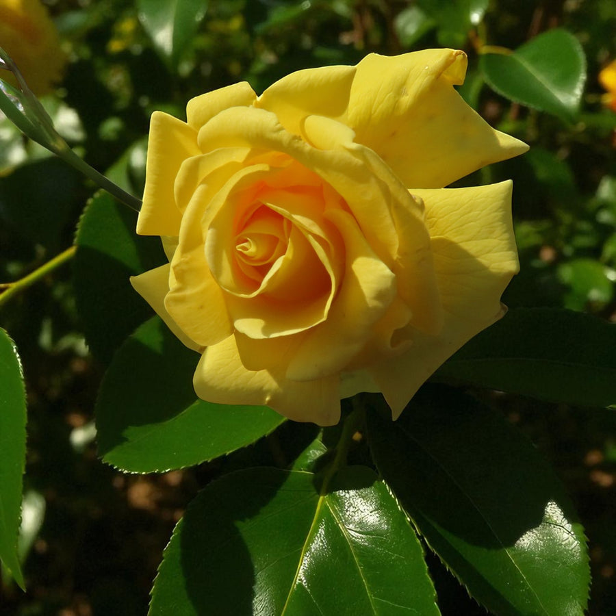 Gardeners Glory Bare Root Rose  1