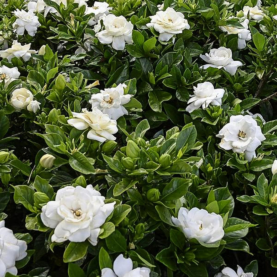 Gardenia Crown Jewel  - 2 Plants gardenia 3