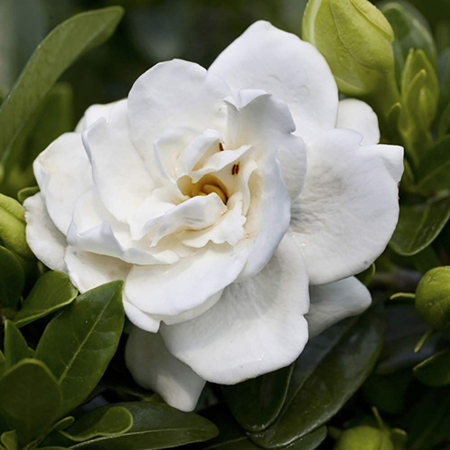 Gardenia Crown Jewel  - 2 Plants gardenia2 4