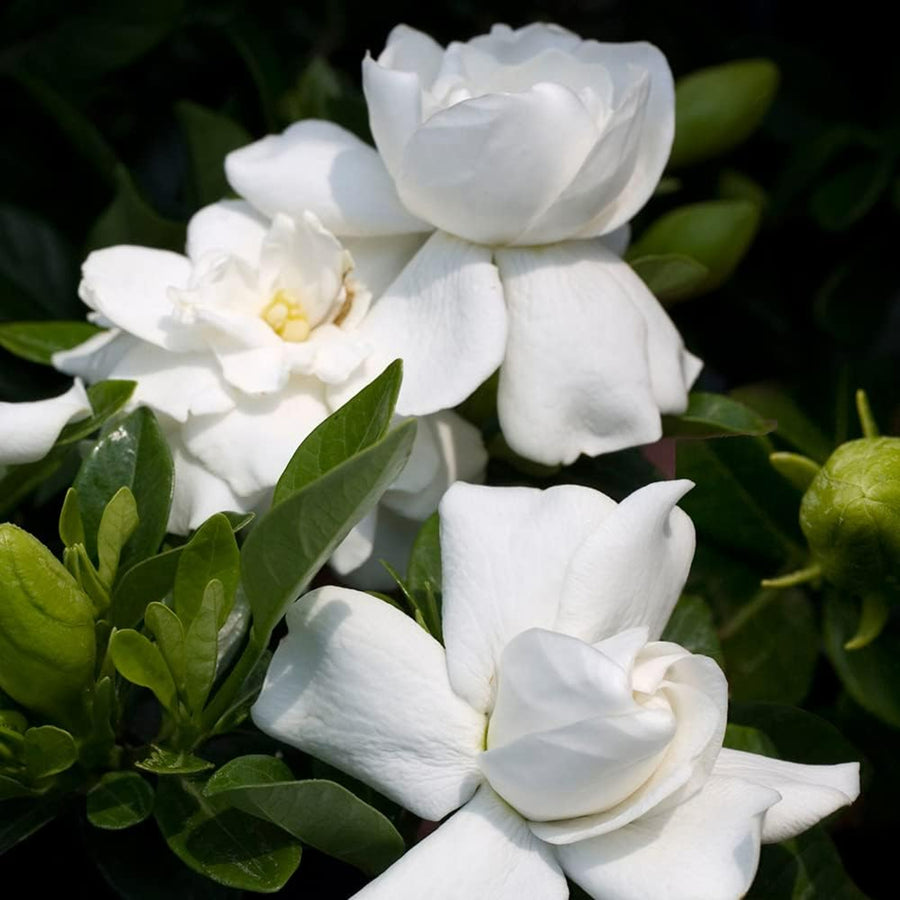 Gardenia Crown Jewel  - 2 Plants gardenia3 1