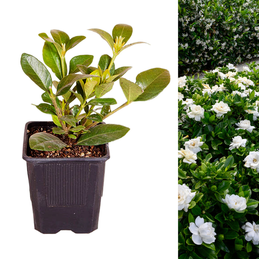 Gardenia Crown Jewel  - 2 Plants gardenia4 2