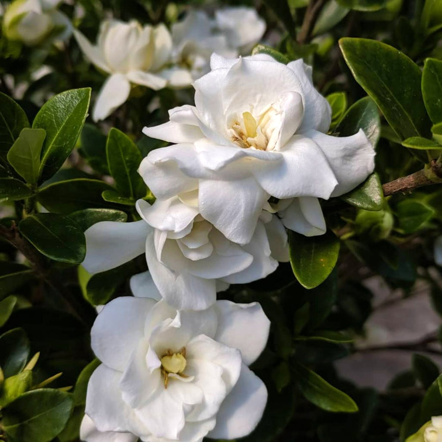 Green Gardenia Soy Candle Close-up of blooming white gardenia flowers with glossy green leaves, showing their creamy petals and delicate texture. 2