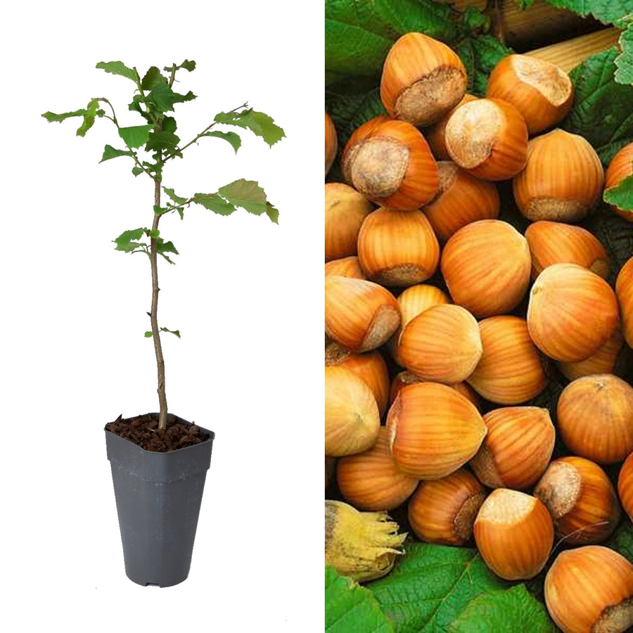 Corylus - 'Garibaldi' - White Hazelnut Tree Corylus - 'Garibaldi' - White Hazelnut Tree image1 1