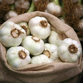 Garlic Planting Bulbs - Cristo