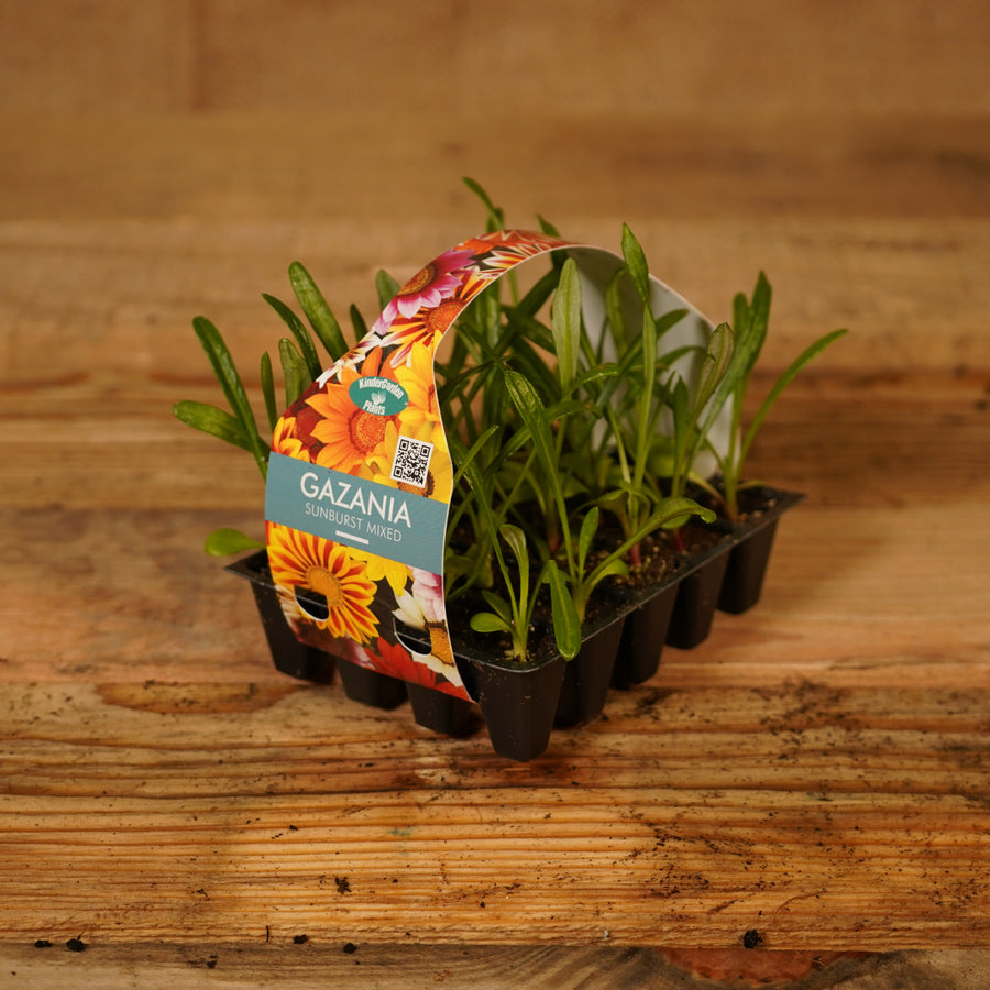 Plug Plants - Gazania Sunburst Mix  2