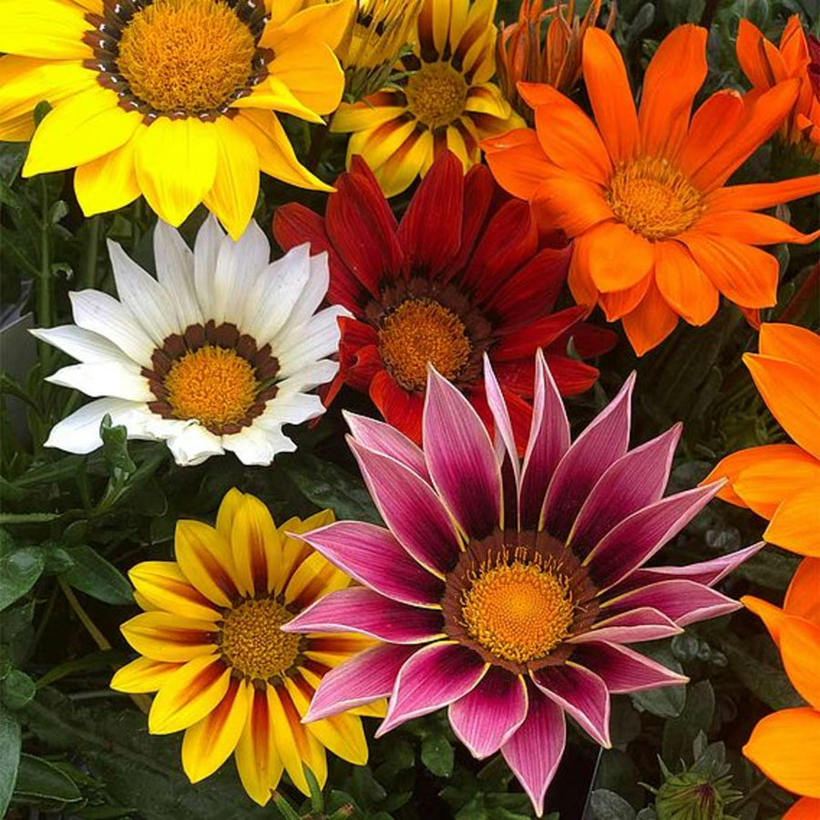 Plug Plants - Gazania Sunburst Mix  1