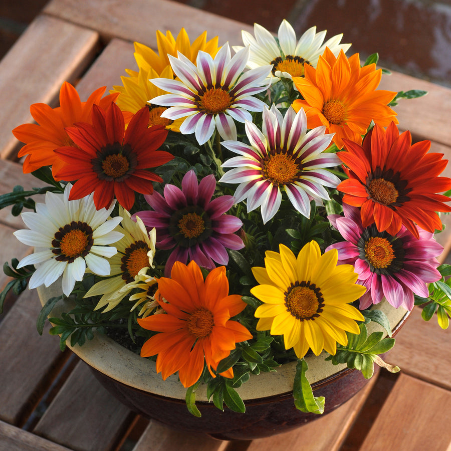 Plug Plants - Gazania Sunburst Mix  3
