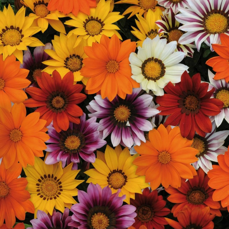 Plug Plants - Gazania Sunburst Mix  4